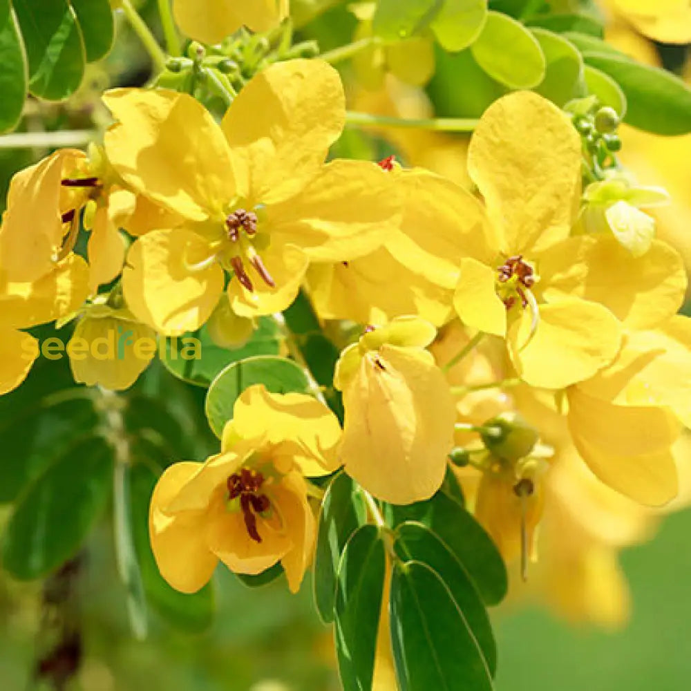 Yellow Senna Flower Planting Seeds