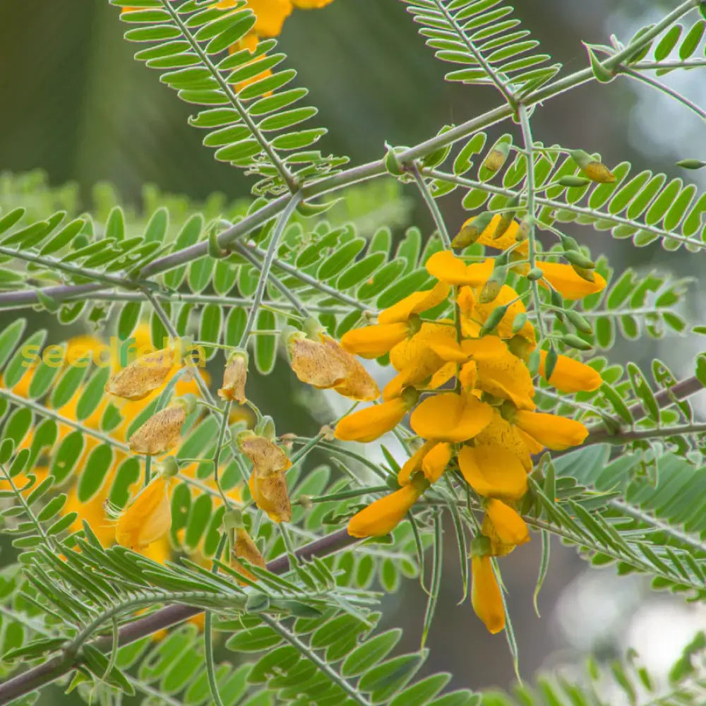 Yellow Sesbania Aculeata Plant Seeds Planting Guide