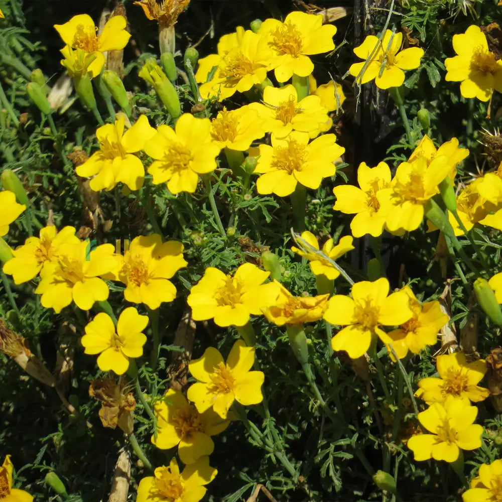 Yellow Signet Marigold Flower Seeds Planting