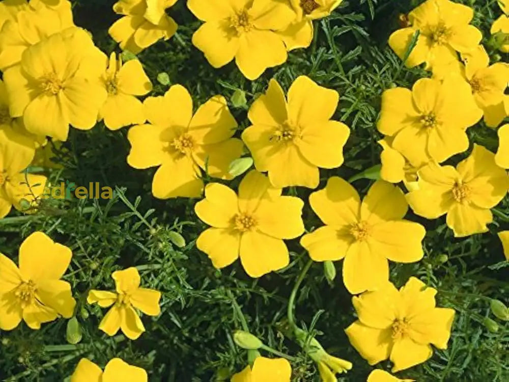 Yellow Signet Marigold Flower Seeds Planting