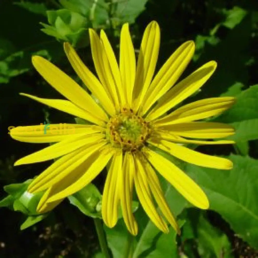 Yellow Silphium Perfoliatum Flower Seeds Planting