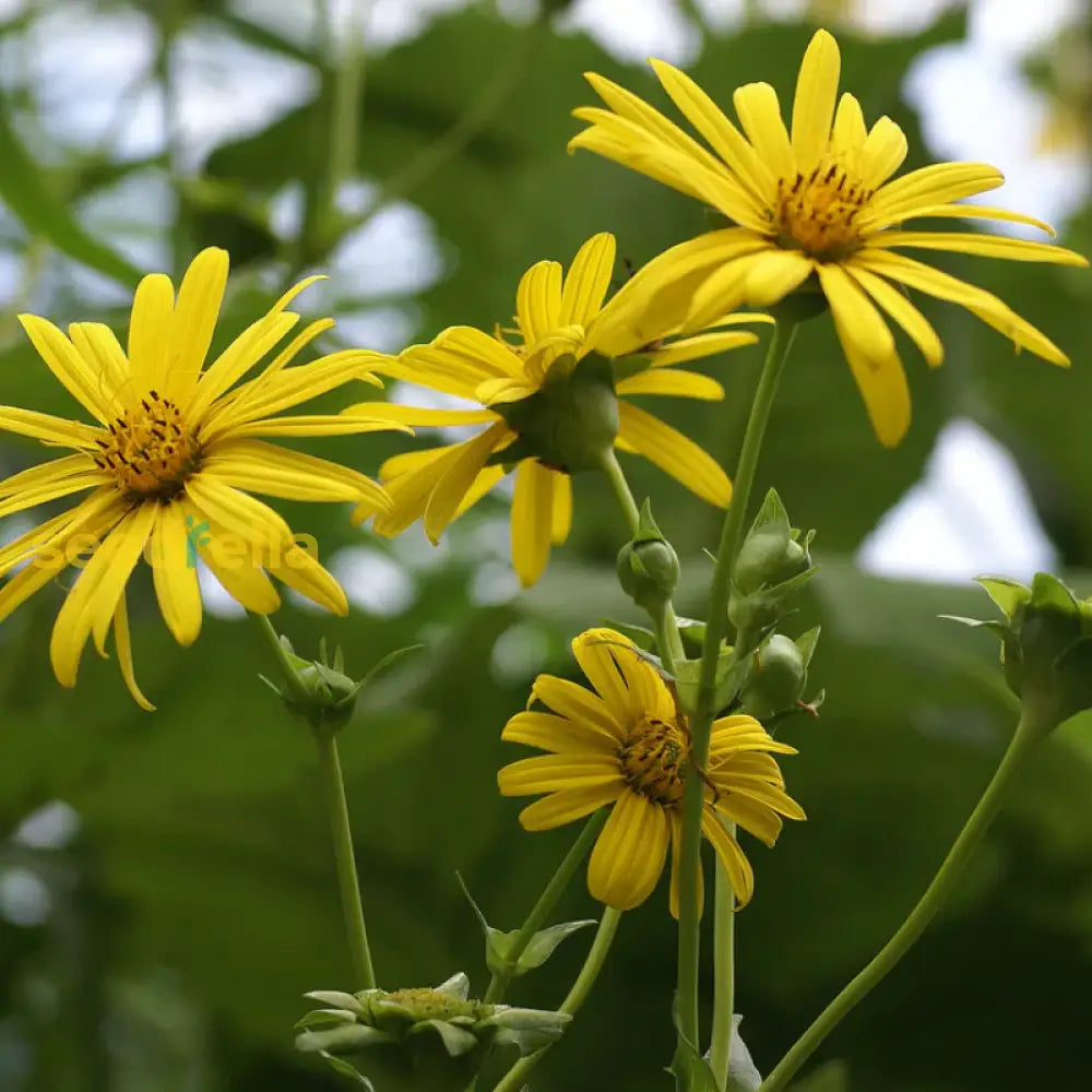 Yellow Silphium Perfoliatum Flower Seeds Planting