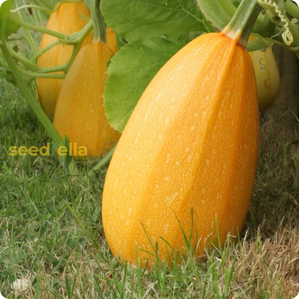 Yellow Spaghetti Vegetable Seeds Planting