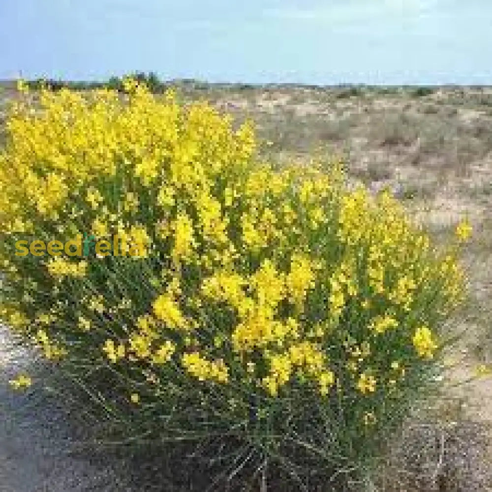 Yellow Spartium Junceum Tree Planting Seeds