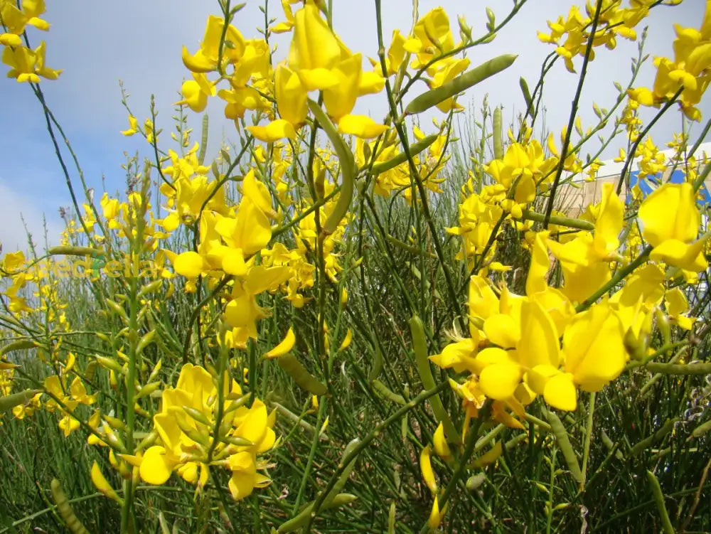 Yellow Spartium Junceum Tree Planting Seeds