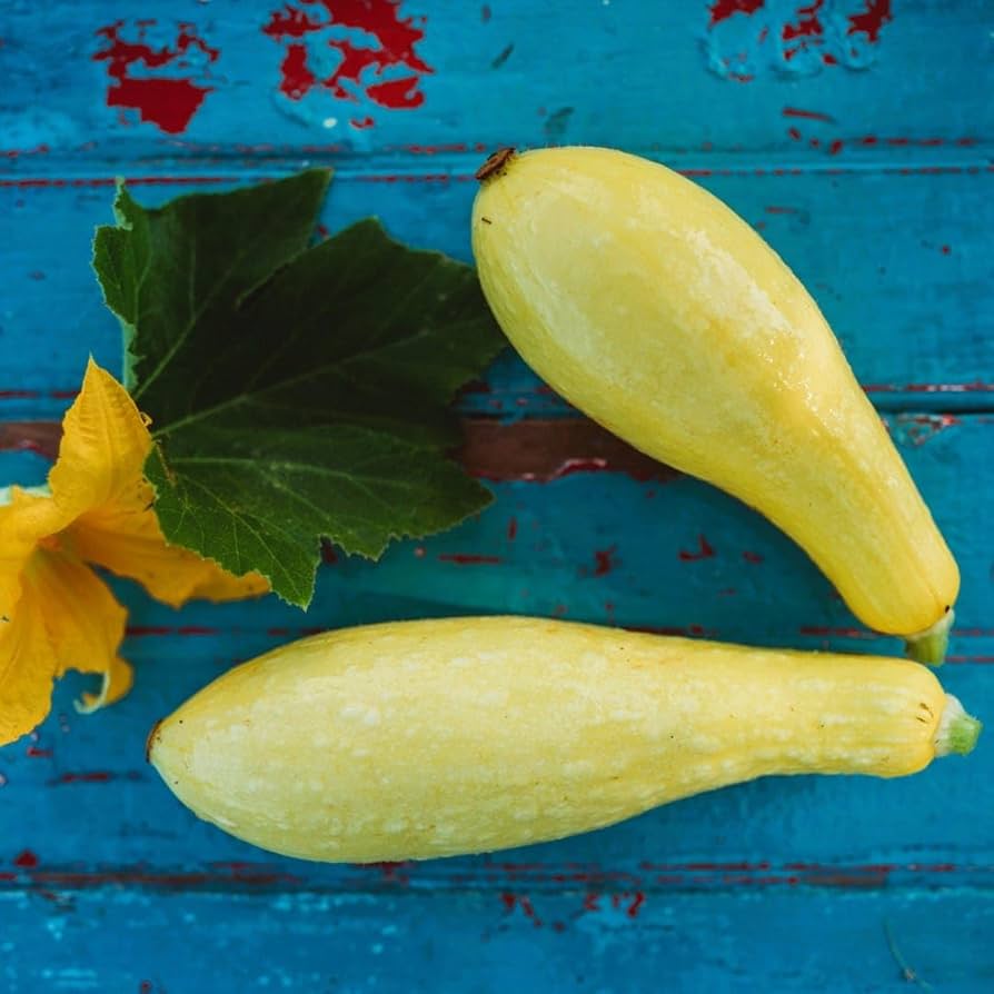 Yellow squash seeds for productive garden growing