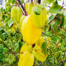 Yellow Star Fruit Planting Seeds for Home Growers