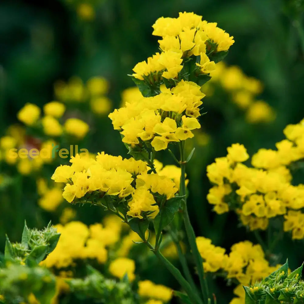 Yellow Statice Flower Seeds For Easy Planting And Hardy Blooms