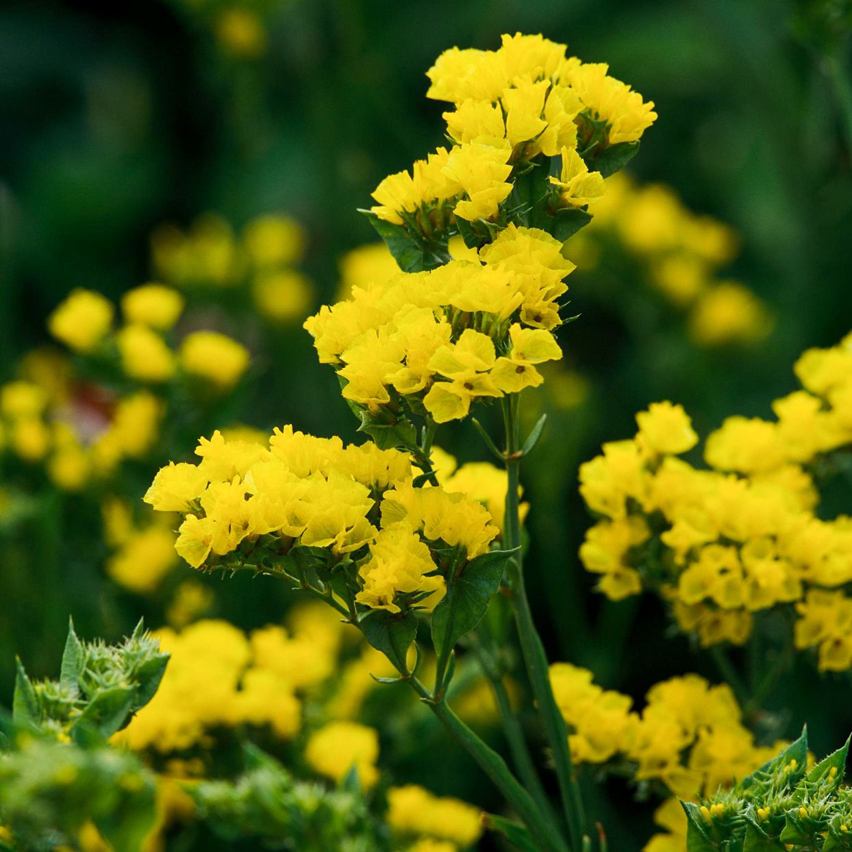 Yellow Statice Flower Seeds for Planting