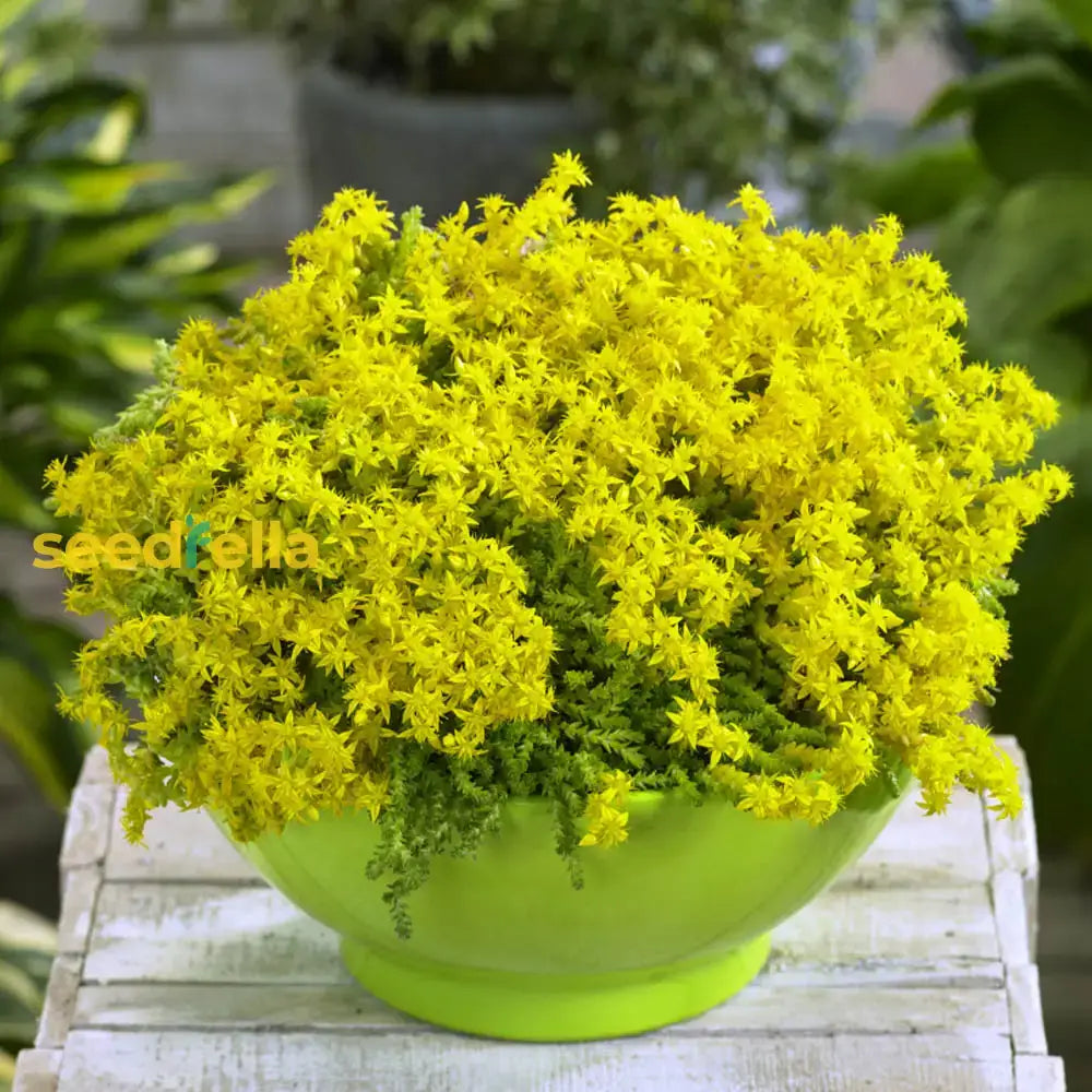 Yellow Stonecrop Flower Seeds Planting