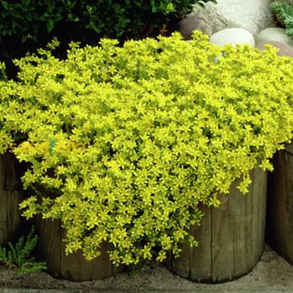 Yellow Stonecrop Flower Seeds Planting