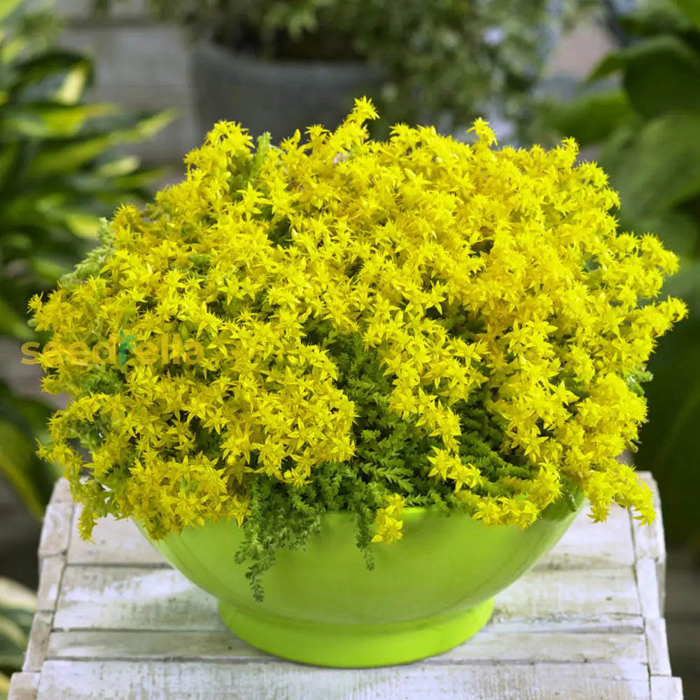 Yellow Stonecrop Flower Seeds Planting