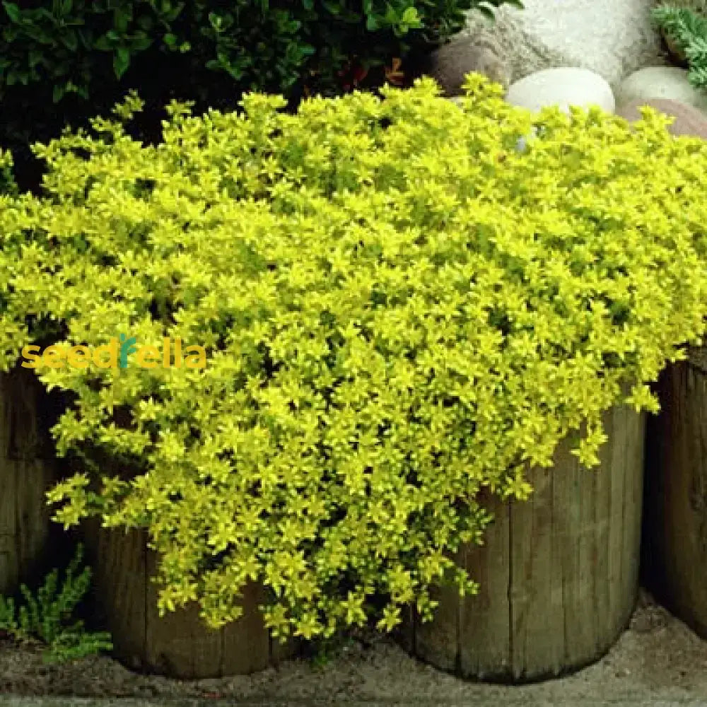 Yellow Stonecrop Flower Seeds Planting