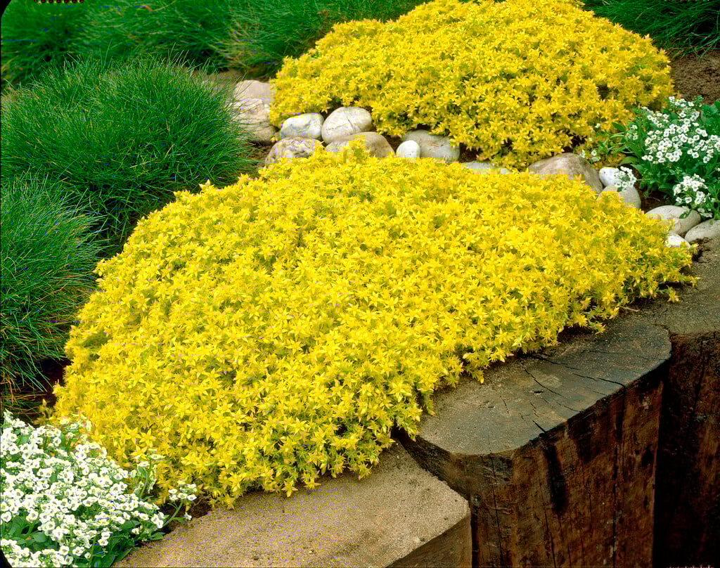 Yellow Stonecrop seeds for borders and rock gardens
