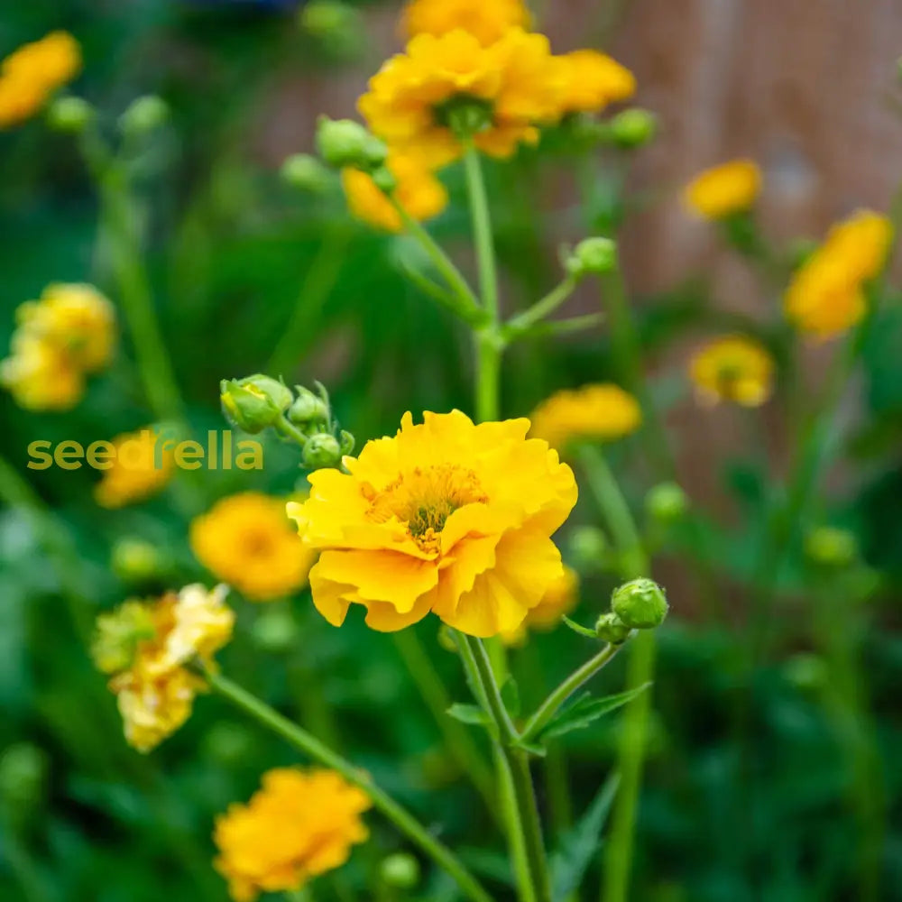 Yellow Stratheden Flower Planting - Seeds For Bright And Cheerful Blooms In Your Garden