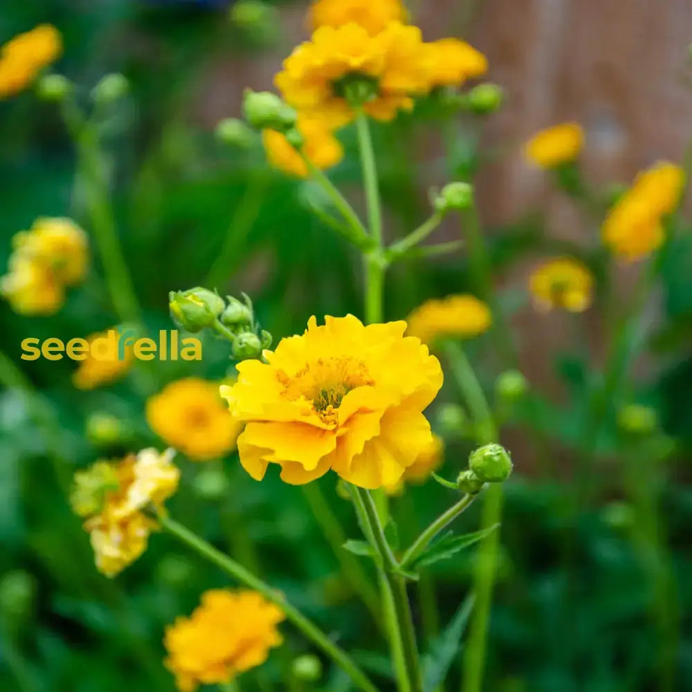 Yellow Stratheden Flower Planting - Seeds For Bright And Cheerful Blooms In Your Garden