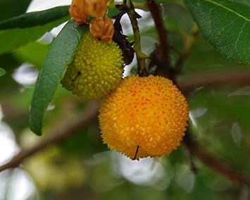 Yellow Strawberry Fruit Seeds - Arbutus Unedo Planting, Step-by-Step Guide for Growing Unique Berries