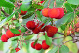 Arbutus Unedo Tree Growing in Garden, Healthy Tree with Vibrant Yellow Berries