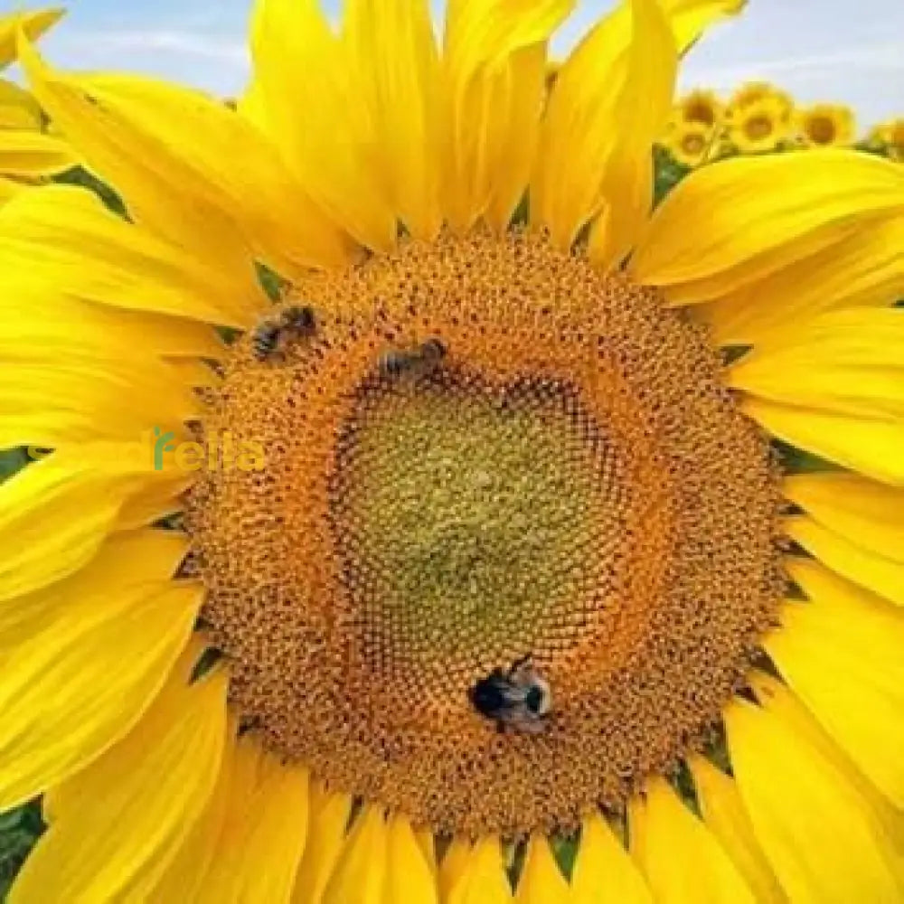 Yellow Sunflower Flowers For Planting - Seeds A Cheerful Garden Flower