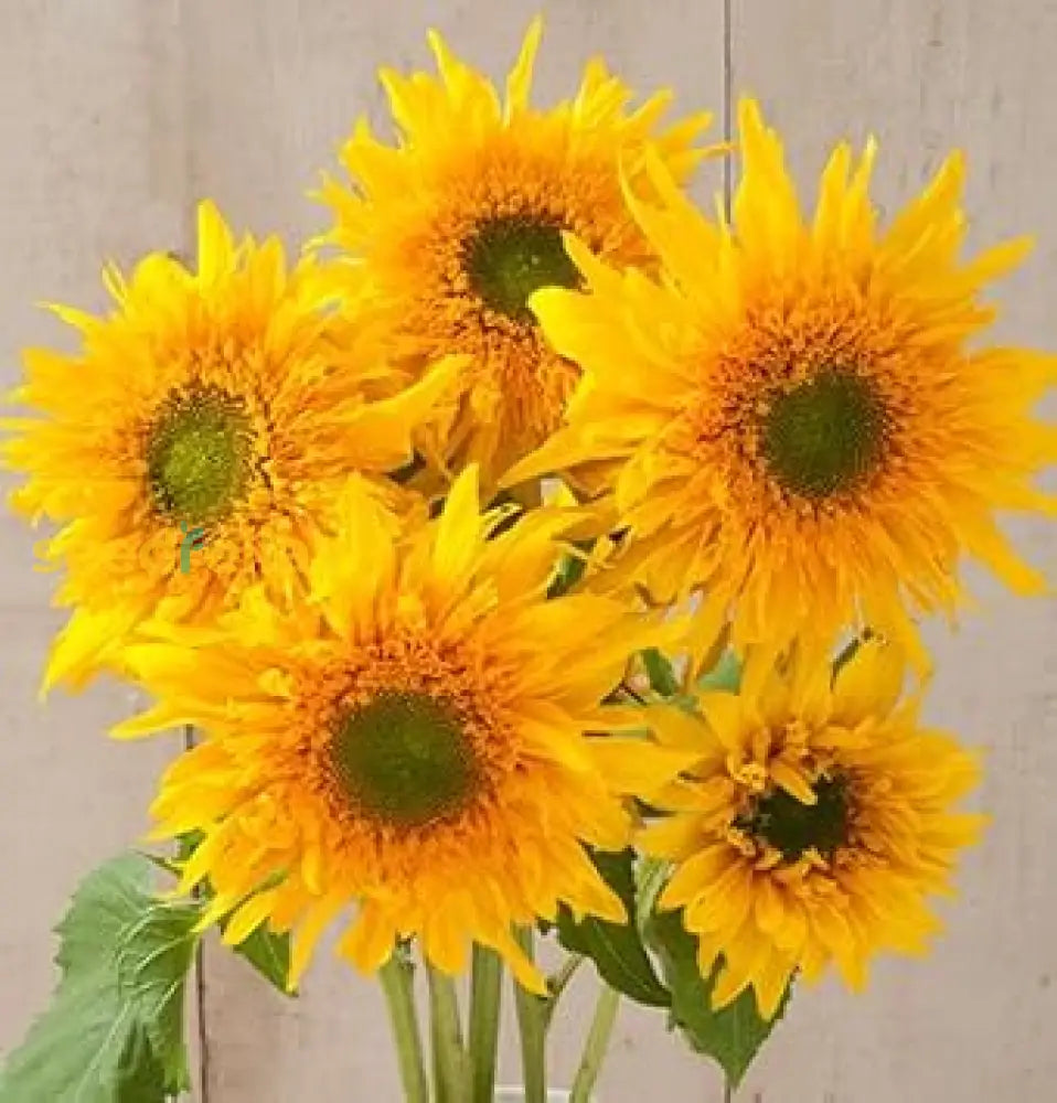 Yellow Sunflower Flowers For Planting - Seeds A Cheerful Garden Flower