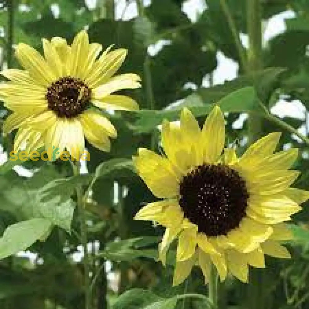 Yellow Sunflower Seeds For Planting - Grow Bright Sunflowers Flower