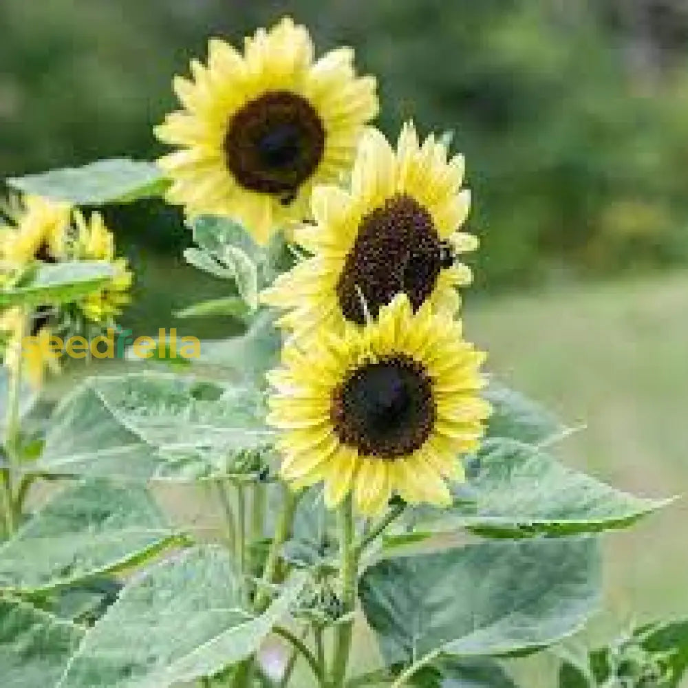 Yellow Sunflower Seeds For Planting - Grow Bright Sunflowers Flower