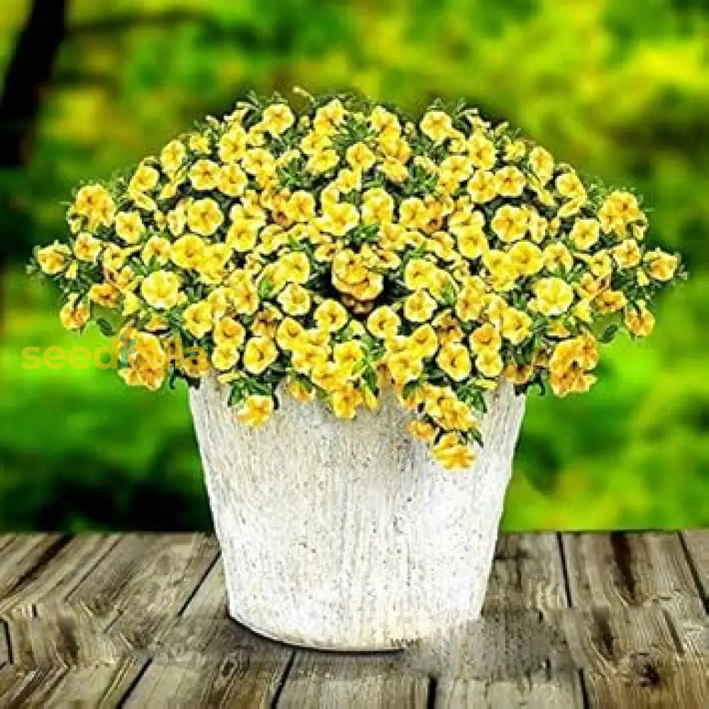 Yellow Superbells Calibrachoa Flower Planting Seeds