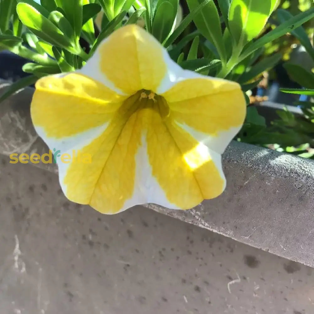 Yellow Superbells Calibrachoa Flower Planting Seeds