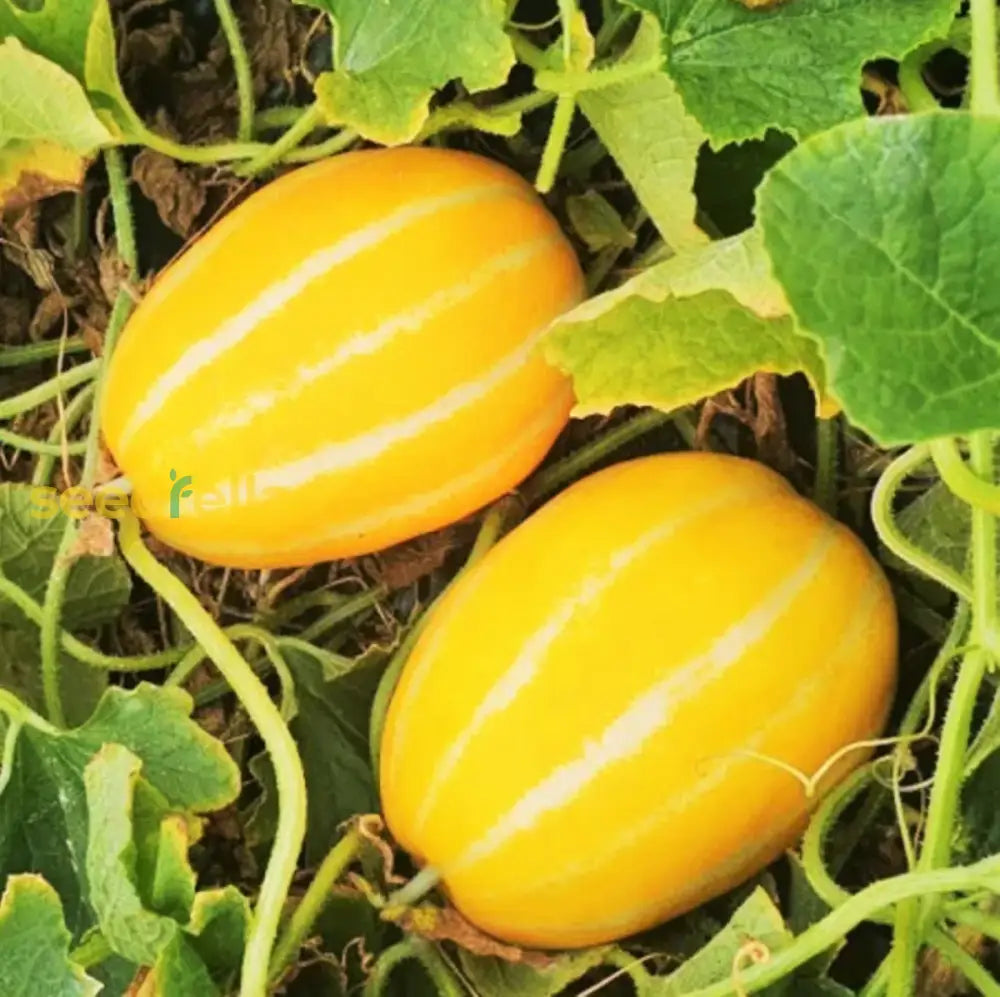 Yellow Sweet Melon Vegetable Seeds Planting