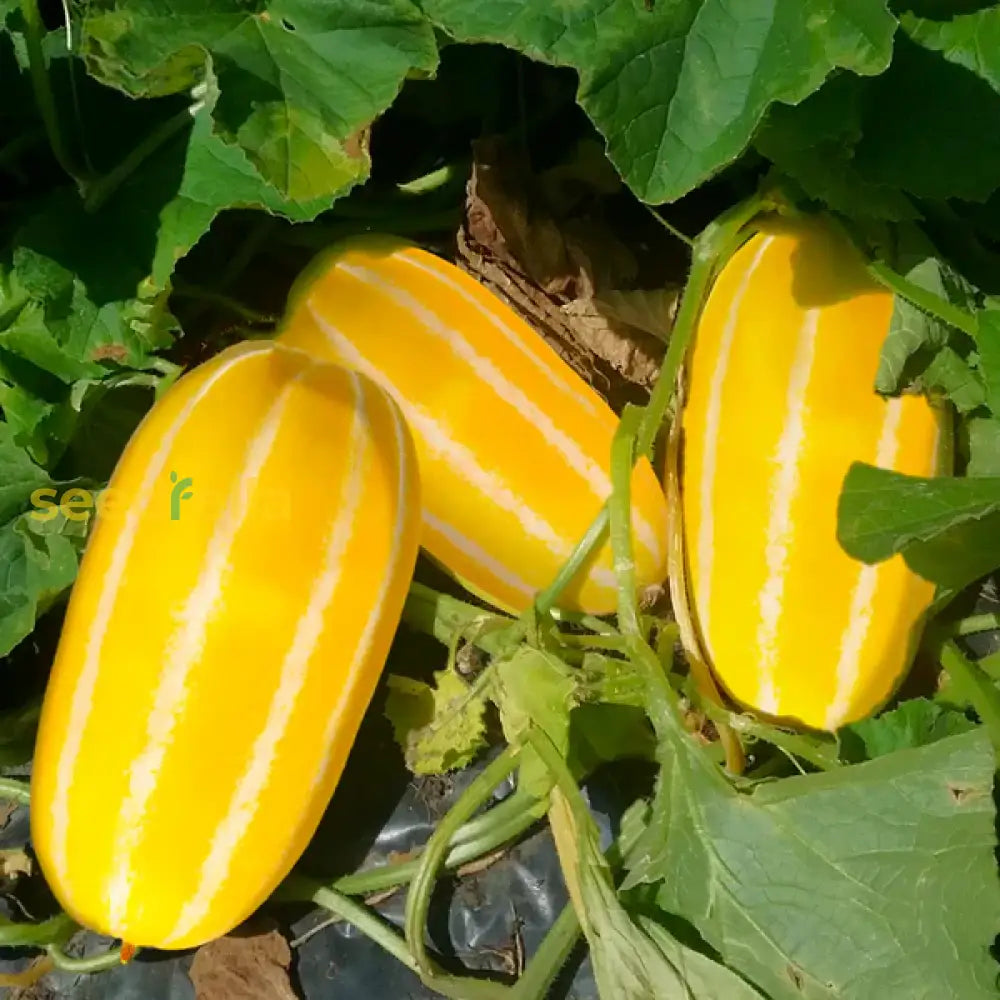 Yellow Sweet Melon Vegetable Seeds Planting