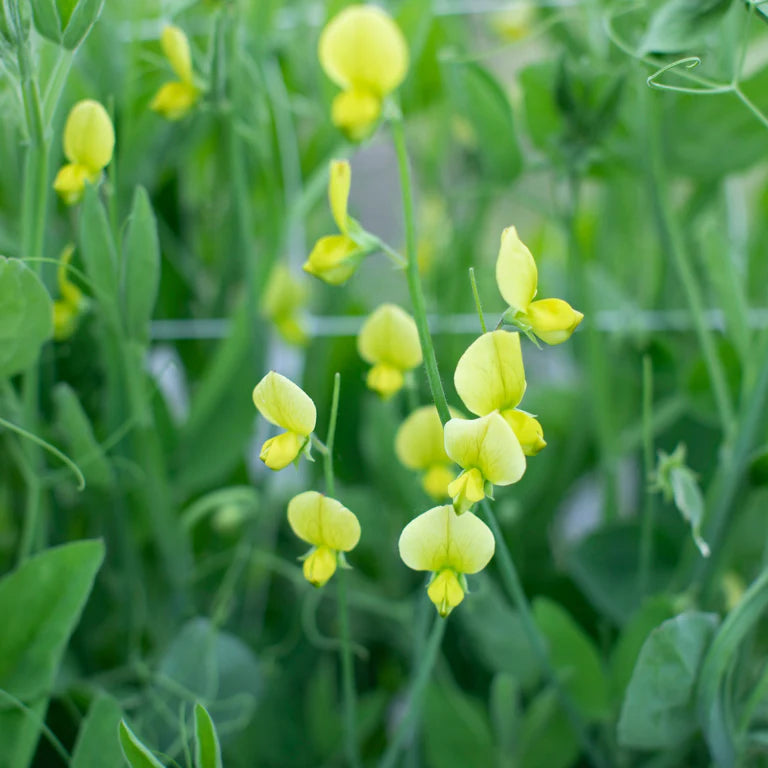 Yellow Sweet Pea Flowers Blooming in Garden