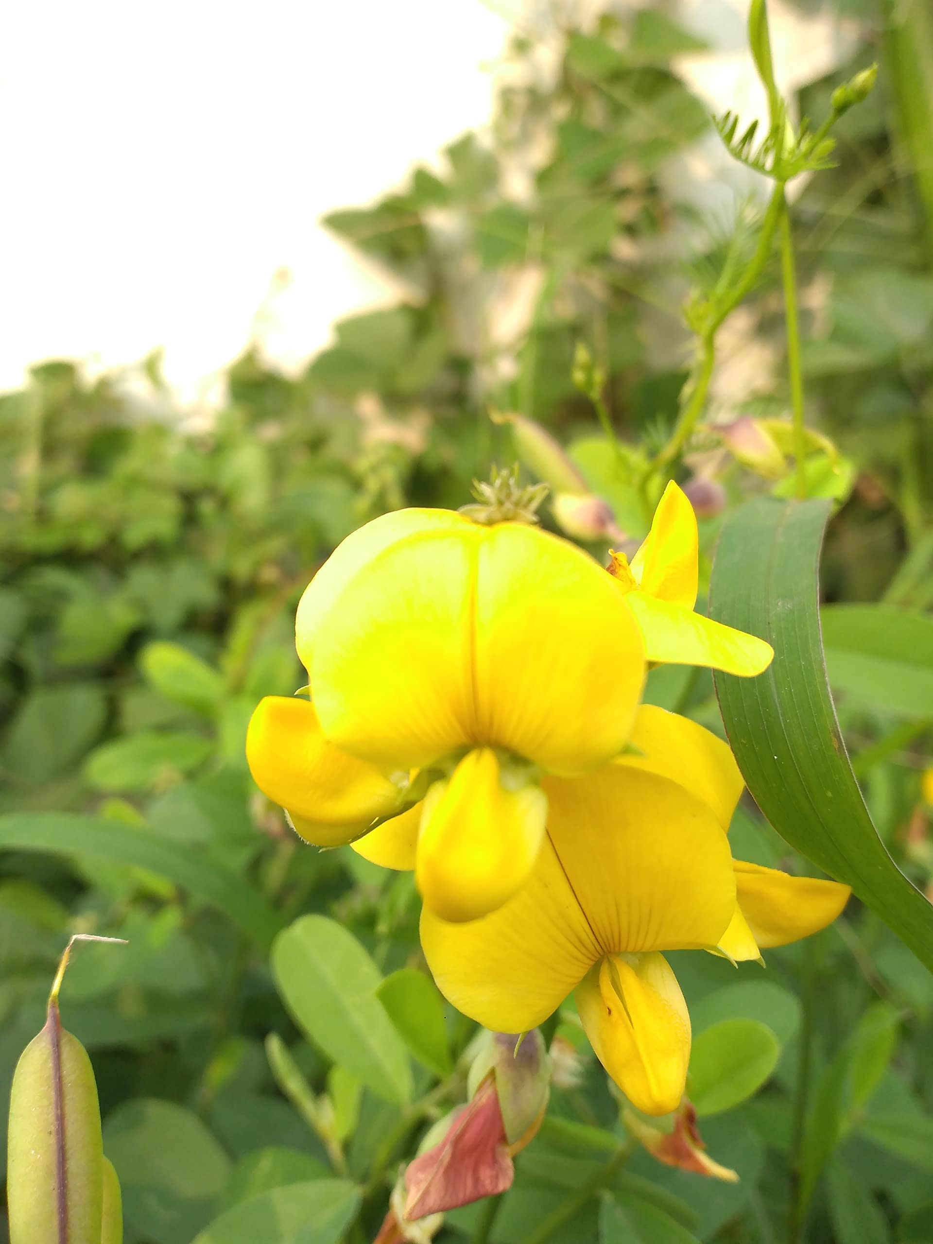 Yellow Sweet Pea Flower Seeds for Planting