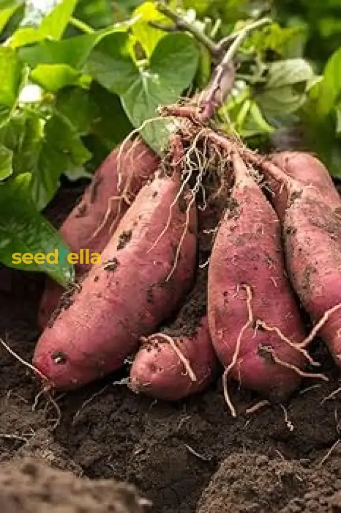 Yellow Sweet Potato Vegetable Planting Seeds