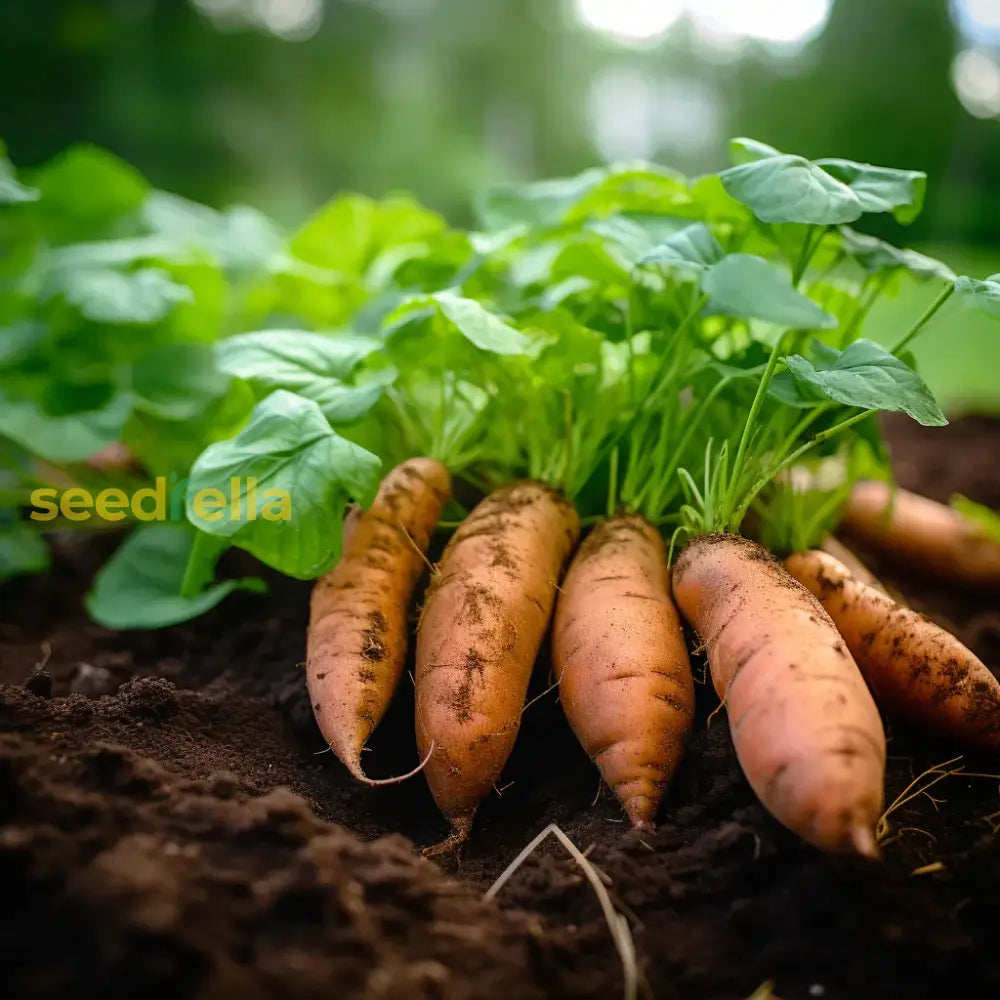 Yellow Sweet Potato Vegetable Seeds For Planting - Grow Your Own Nutrient-Rich Harvest