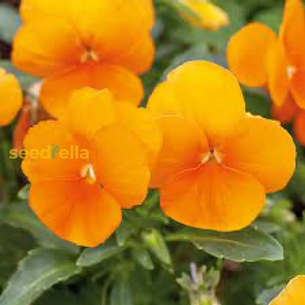 Yellow Swiss Pansy Flower Seeds Planting