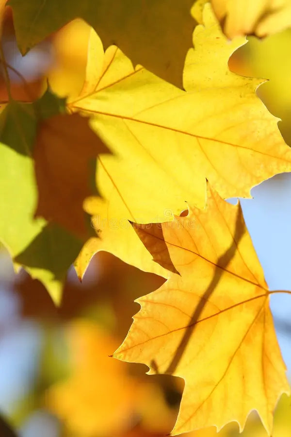 Yellow Sycamore Tree Seeds Planting Majestic