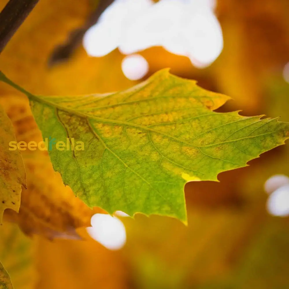 Yellow Sycamore Tree Seeds Planting Majestic