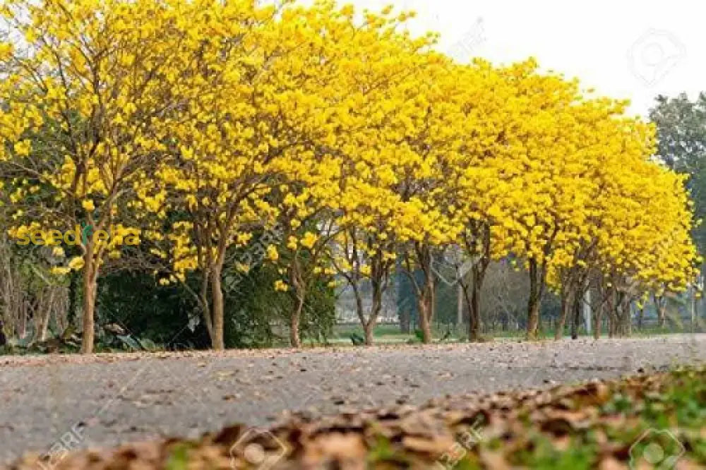 Yellow Tabebuia Tree Seeds For Planting Plant Seeds