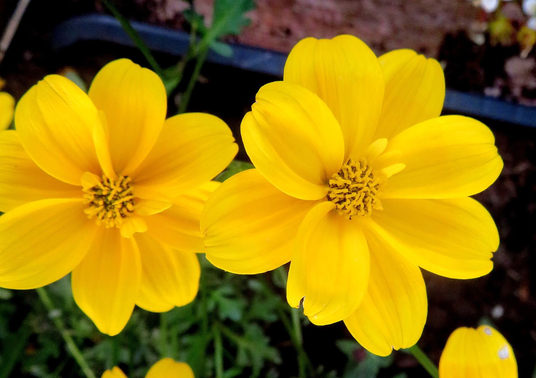 Yellow Tagetes Lemmonii Blooms in Garden