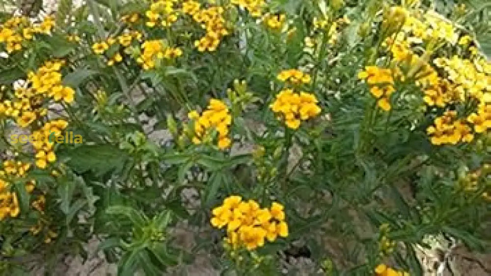 Yellow Tagetes Lemmonii Seeds For Easy Planting