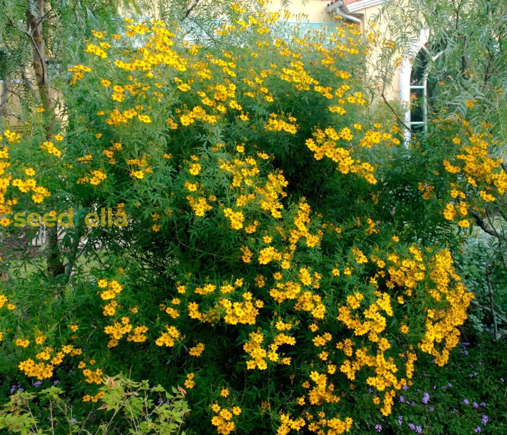 Yellow Tagetes Lemmonii Seeds For Easy Planting