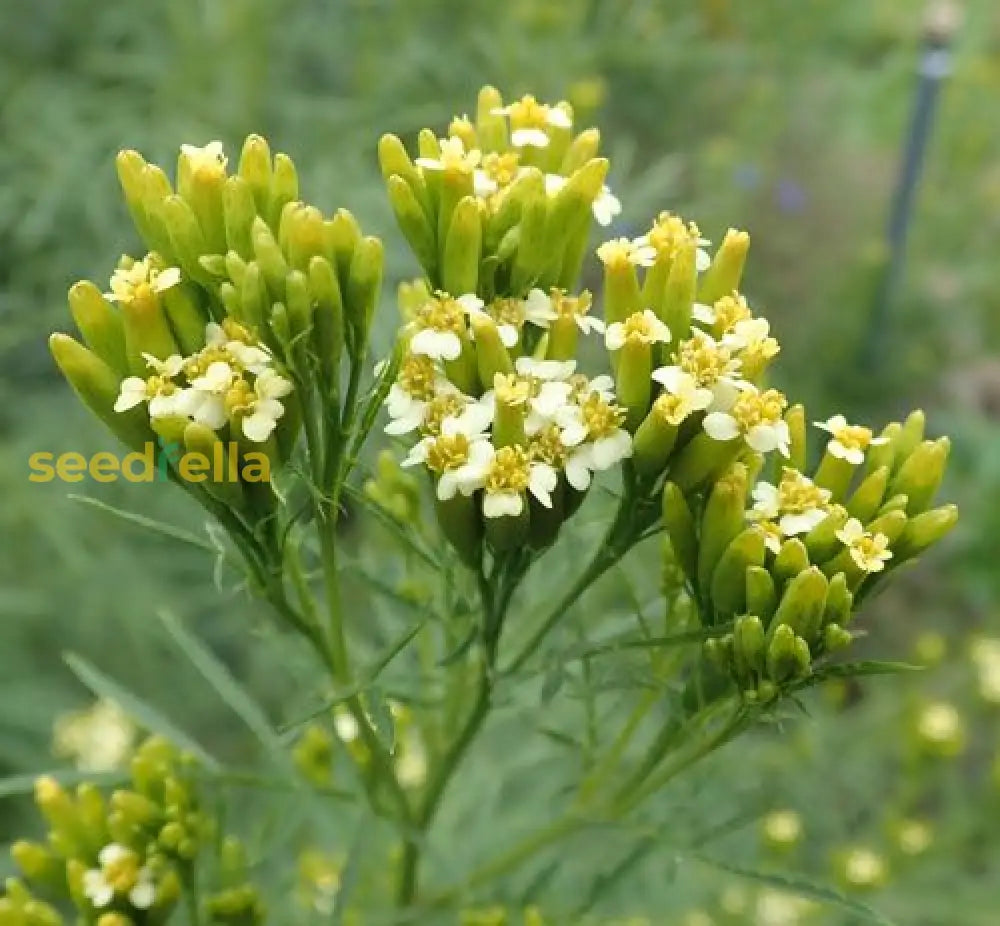 Yellow Tagetes Minuta Seeds For Planting Flower