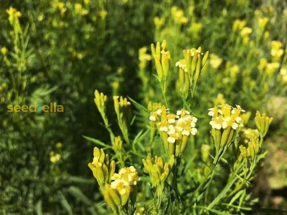 Yellow Tagetes Minuta Seeds For Planting Flower