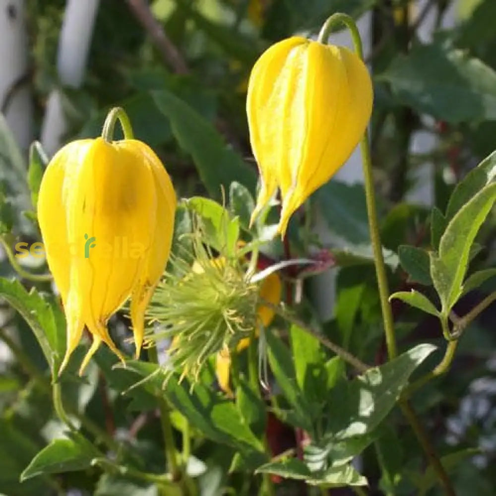 Yellow Tangutica Flower Planting Seeds Collection