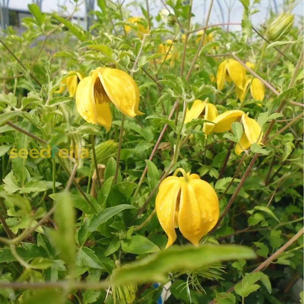 Yellow Tangutica Flower Planting Seeds Collection