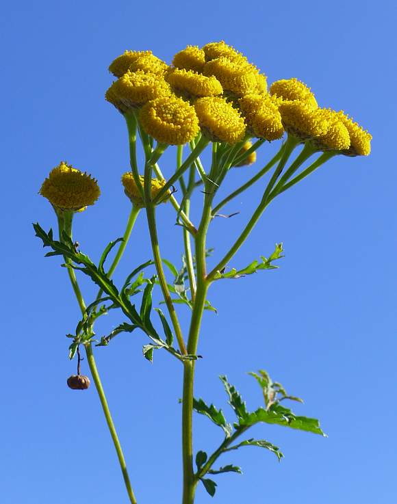 Yellow Tansy growing with fern-like leaves in a garden