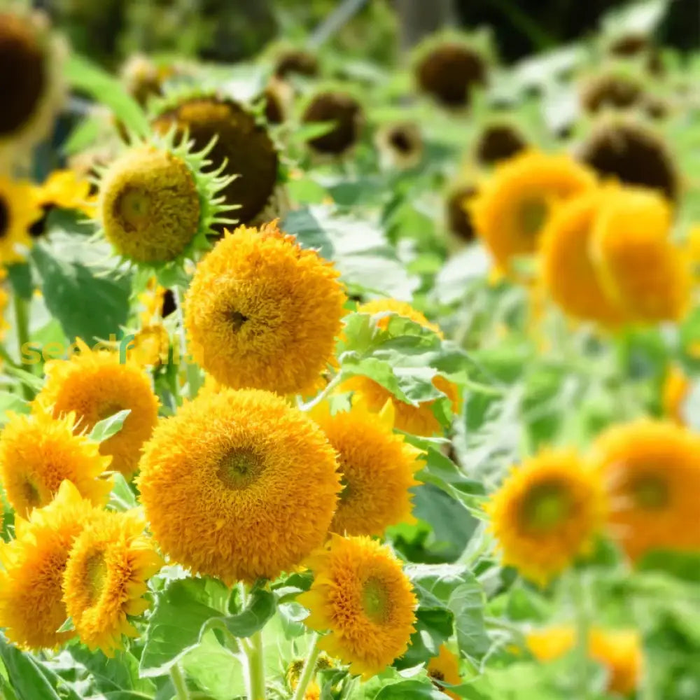 Yellow Teddy Sunflower Seeds - Easy Garden Planting Flower