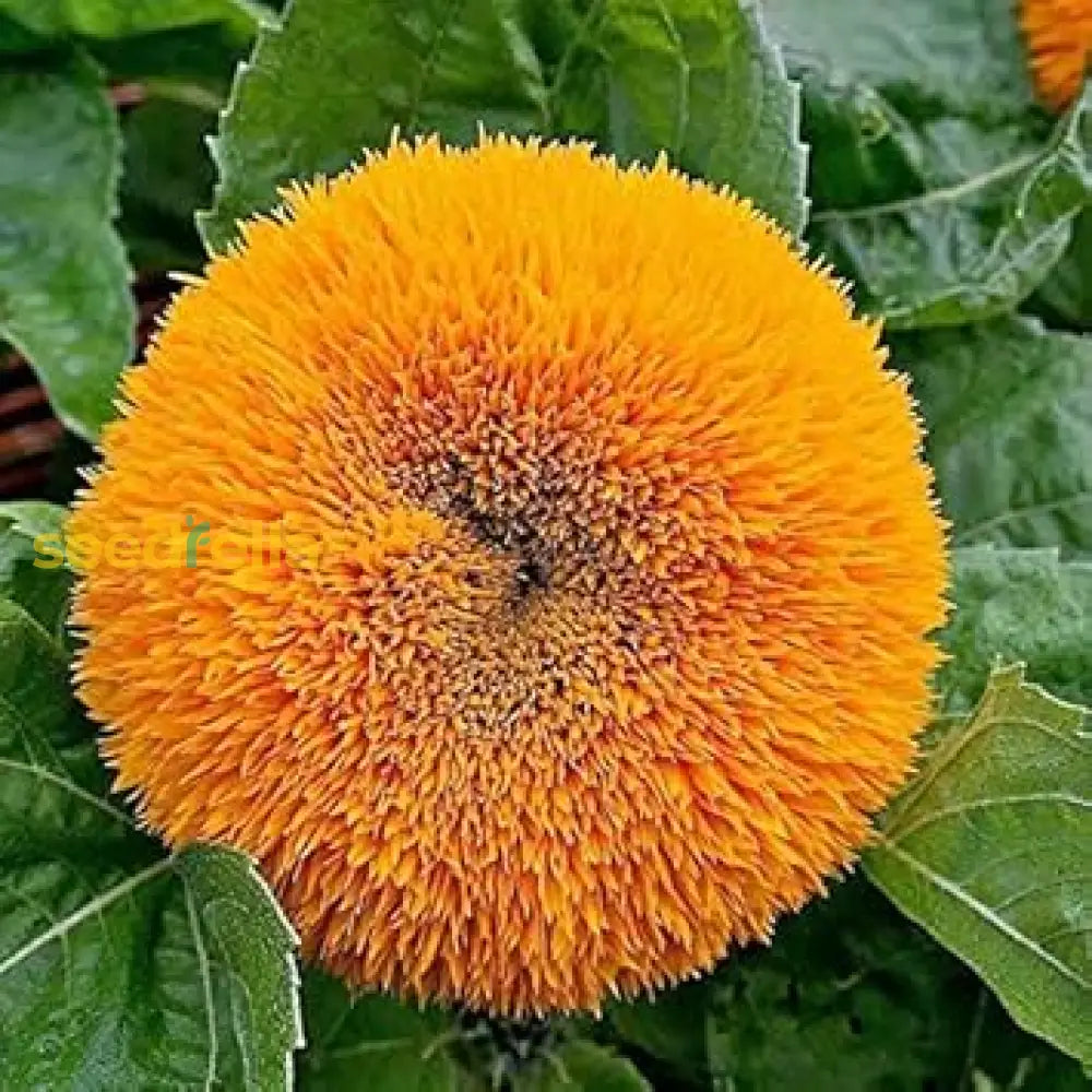 Yellow Teddy Sunflower Seeds - Easy Garden Planting Flower