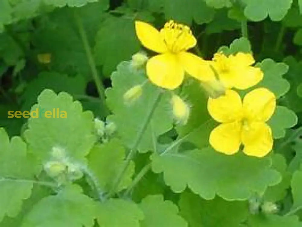 Yellow Tetterwort Flower Seeds For Planting