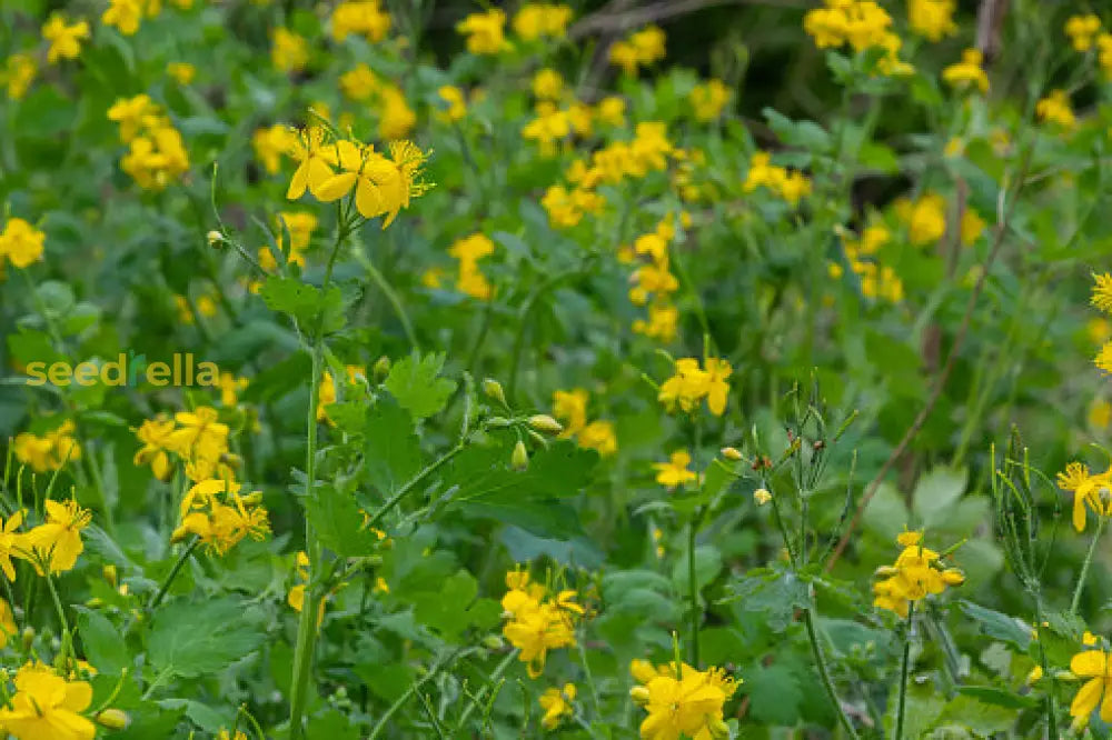 Yellow Tetterwort Flower Seeds For Planting